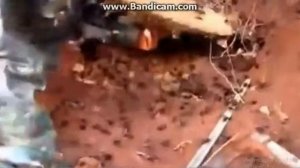 ШОК!огромное гнездо шершней!