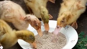Кормление бройлерных утят