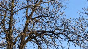 Весна, Народ, Зелень и Песня Скворца - Шпака в Ботсаду им. Фомина, УКРАИНА, Киев: