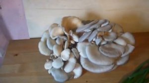 второй урожай вешенки