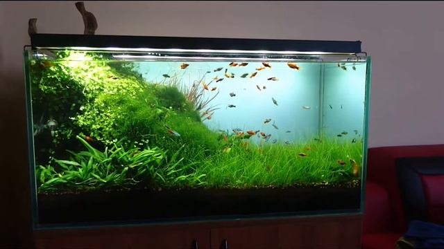 Природный аквариум. Акваскейп (aquascape, hardscape). Aquayozh