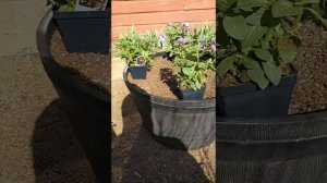 Planting a galaxy container arrangement