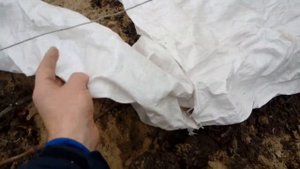 Как укрывать виноград осенью на зиму Лучший способ