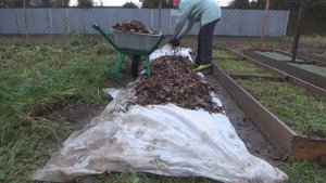 Что делать с опавшей листвой. Готовим компост в мусорных мешках. Как правильно приготовить компост.