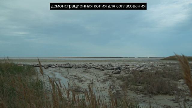 К залежкам каспийского тюленя смотреть онлайн