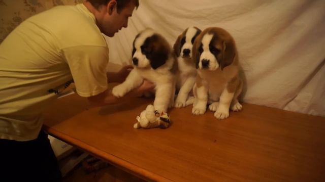 Сенбернары девочки смотреть онлайн