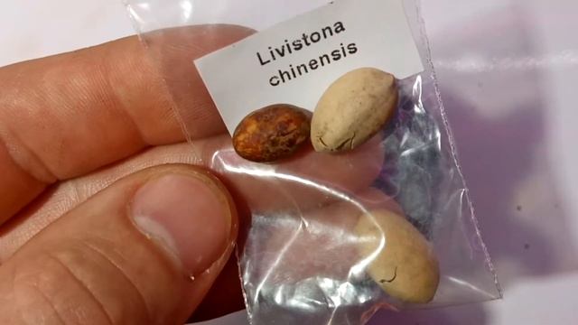 Ливистона китайская(Livistona chinensis) смотреть онлайн