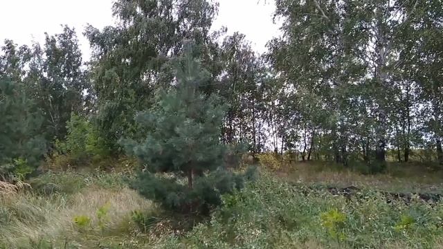 14 сентября-ДЕНЬ СЕМЕНА. Каким будет Бабье лето. Приметы смотреть онлайн