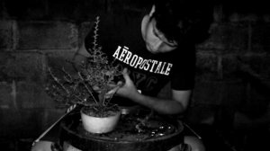 Primer modelado Cotoneaster horizontalis - Bonsai Ecuador