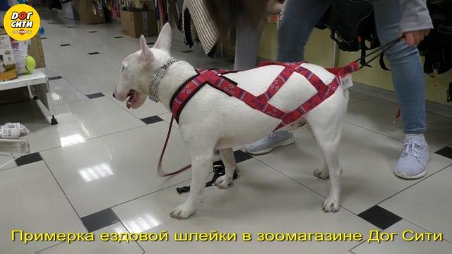 Буль в ездовой шлейке смотреть онлайн