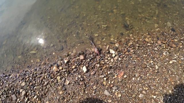 Амурская экспедиция. 1200 километров на лодках! смотреть онлайн