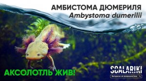 Аксолотль жив! Амбистома Дюмериля