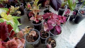 Сеянцы с вегетативных колеусов. Плюсы и минусы.  #сад#колеус#цветы#coleus#цветок