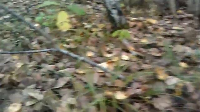 Белые грибы, Ворга, Рославль. 2013г смотреть онлайн