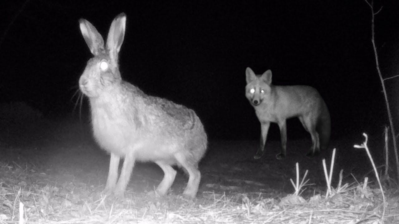 Зайцы и Лисицы. Январские встречи 2022. Ночная съёмка смотреть онлайн