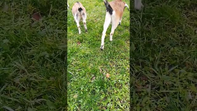 Карликовые козы смотреть онлайн