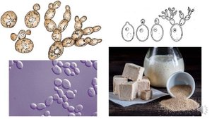 Бесполое и половое размножение