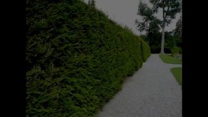 Ещё одна вечнозеленая красавица: ЕЛЬ!