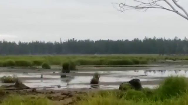 Выбор расположения скрадка для утиной охоты  14 23 35 2 смотреть онлайн