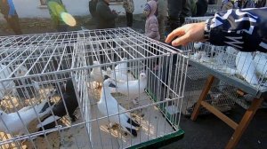 НОВАЯ ПОРОДА БАКИНСКИХ ГОЛУБЕИ