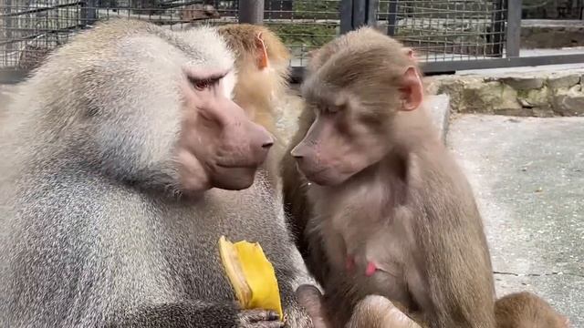 Семья гамадрилов Нафани и Лешика провожают зиму! смотреть онлайн