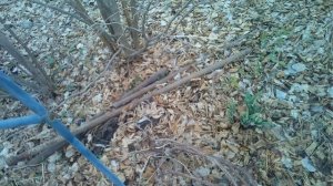 Выращивание винограда на среднем урале