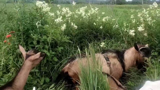 СЫР ?Лиза☀️Требуют забрать КОЗУ обратно?Лёгкая ферментация листьев для чая? смотреть онлайн