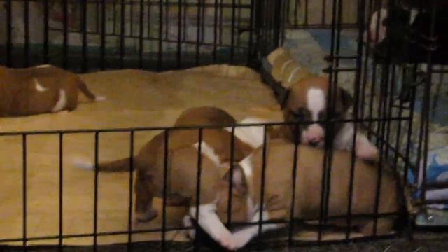 Щенки смотреть онлайн