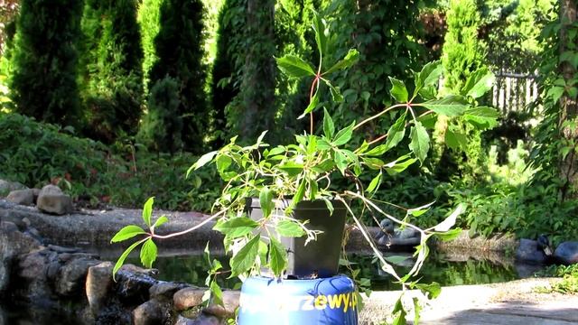 Winobluszcz pięciolistkowy Murorum. Parthenocissus quinquefolia. смотреть онлайн