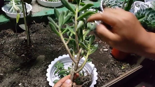 다육이 관리하기 ; 다육식물 손질하기 ; succulents ; suculentas ; 多肉植物 смотреть онлайн