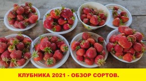 Крупные сорта клубники.