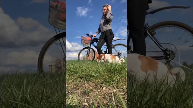 Джек рассел Космос/ на поле #джекрасселтерьер#джекрассел#собаканавелосипеде#велопрогулка смотреть онлайн