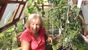 Устойчив к фитофторе, неприхотлив, вкусный. Все эти качества есть у томата сорта "ИНДИГО РОУЗ"!