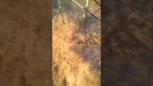 Рыбалка на Маныч строй.