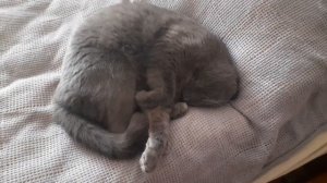 Как спит британский кот / How does a British cat sleep? / особенности британских котов /смешные кот