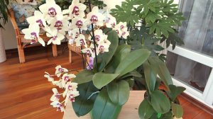 Групповая посадка орхидей - УСТОЙЧИВОЕ, СТРЕМИТЕЛЬНОЕ РАЗВИТИЕ!