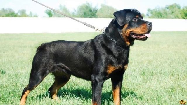 САМЫЕ АГРЕССИВНЫЕ ПОРОДЫ СОБАК смотреть онлайн