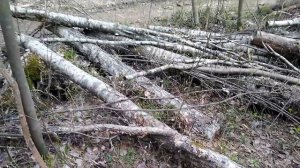 Как возить дрова