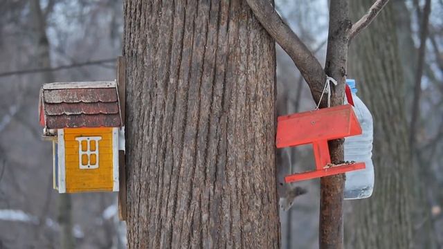 Белки и крыса в парке смотреть онлайн