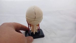 Анатомический набор Череп размером 9 см. сборный, 39 деталей sk010 edu-toys