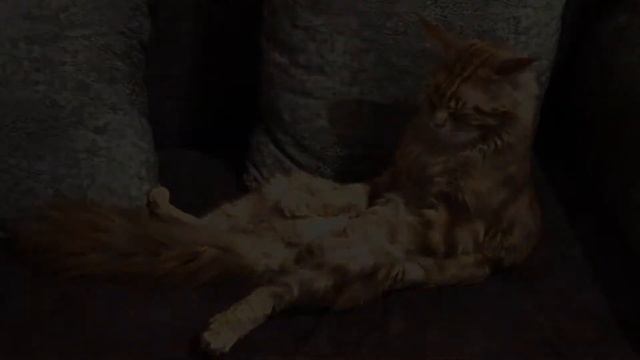 Кот засыпает / смешной кот мейн-кун / большой рыжий кот смотреть онлайн