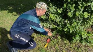 Размножение яблони - Прикапывание