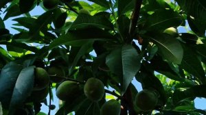 Нормирование плодов персика. Второй заход