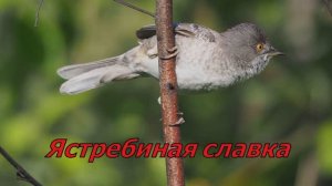 Ястребиная славка.  Медведково. 2023.06.13.