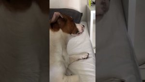 Собака скулит на скуления собаки из ноутбука