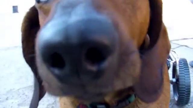 коляска протез для парализованых собак контакт 00.32.478 46 05 08 http://www.handicappedpets.be смотреть онлайн