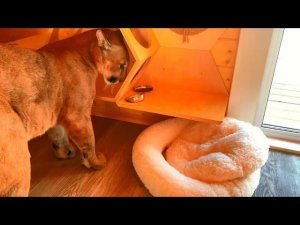 Пума Месси заметает следы.