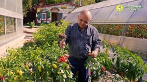 ОРАНЖЕВАЯ и РУБИНОВАЯ ЛАКОМКА – Новинки Сладкого Перца