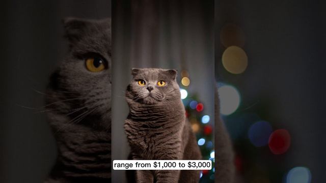 PRICES OF TOP 10 MOST EXPENSIVE CATS