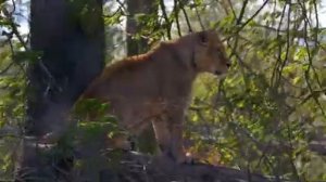 It's Mating Time For The Lions At The Zoo | The Secret Life Of The Zoo | Nature Bites